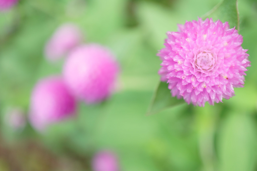 千日紅の万華鏡