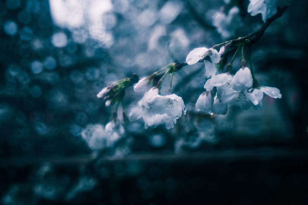 雨桜