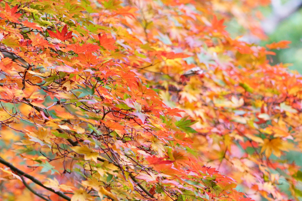 広島の紅葉はこれからですよ～