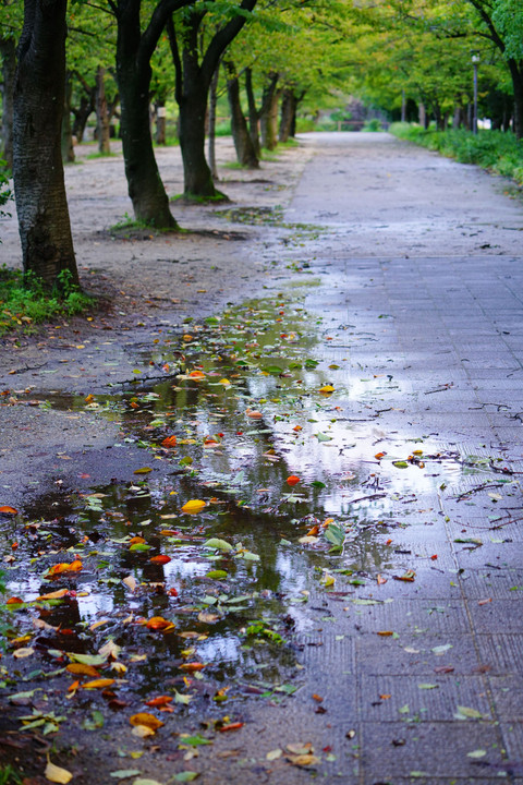 雨上がりの朝＠大阪城公園