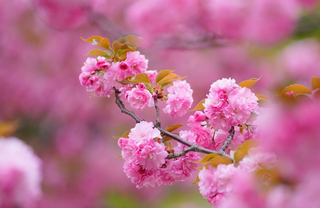 八重桜の出番です！