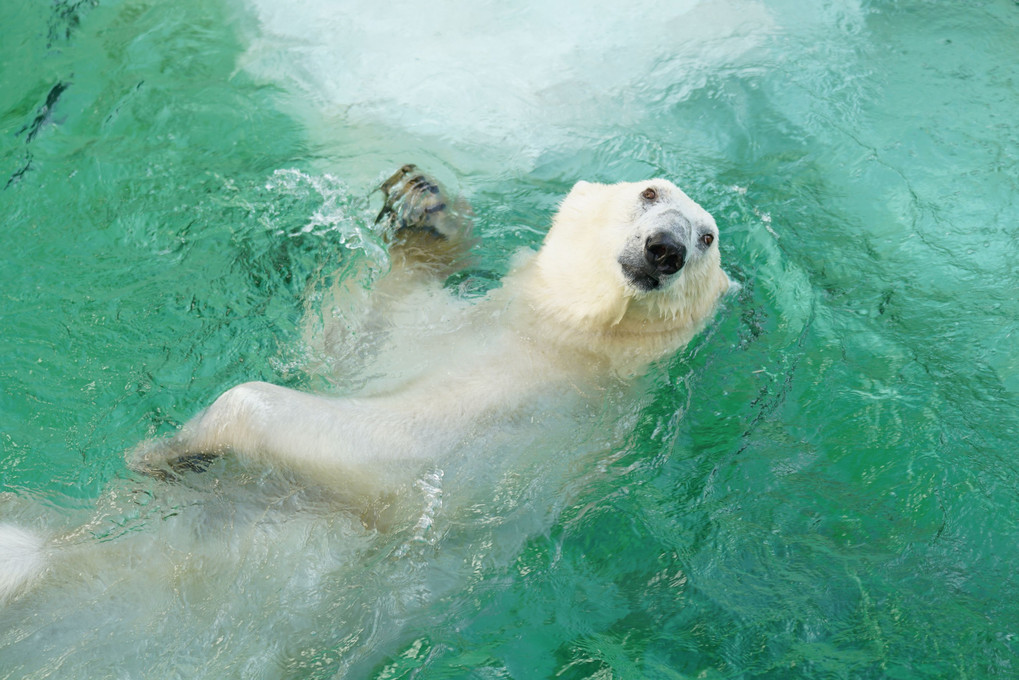 シロクマさんの水遊び＠上野動物園