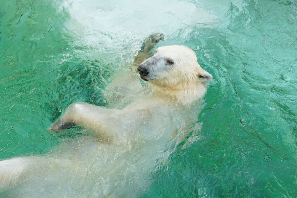 シロクマさんの水遊び＠上野動物園
