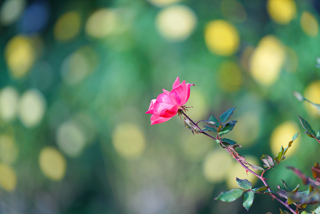 11月の薔薇＠日比谷公園