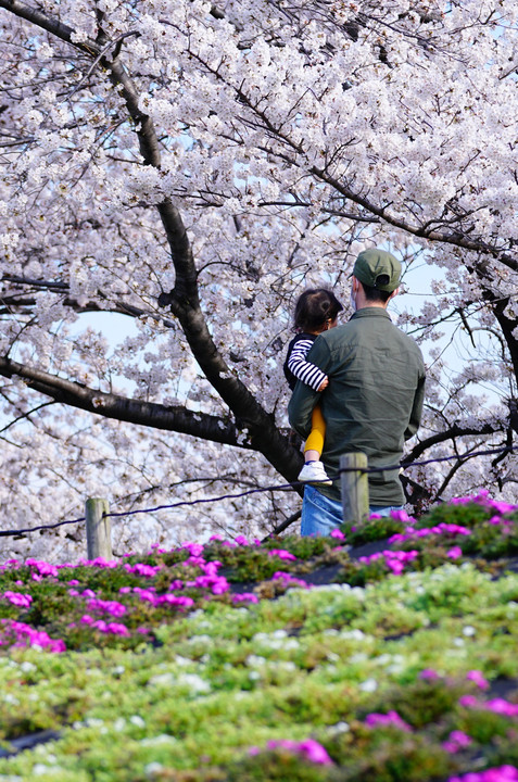 桜と芝桜と...絵になりました～♪