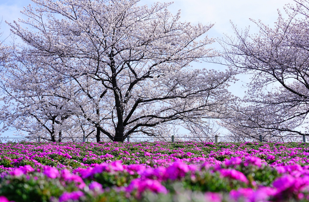 桜と芝桜と...絵になりました～♪