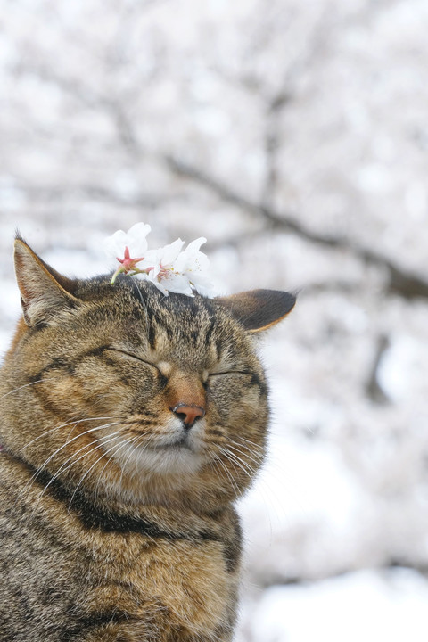 お花見の桜ネコ