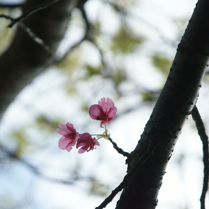 伊豆の春の花たち