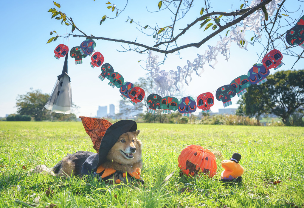 ハロウィンパーティ開催中