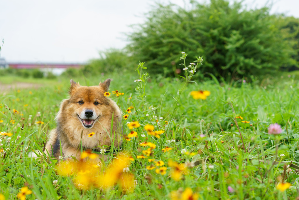 道の脇で見つけたお花畑