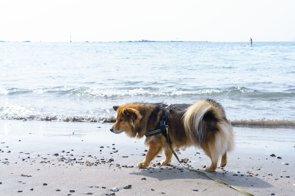 春は海からやって来る