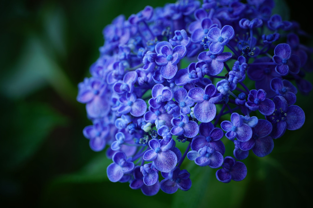 おたふく紫陽花