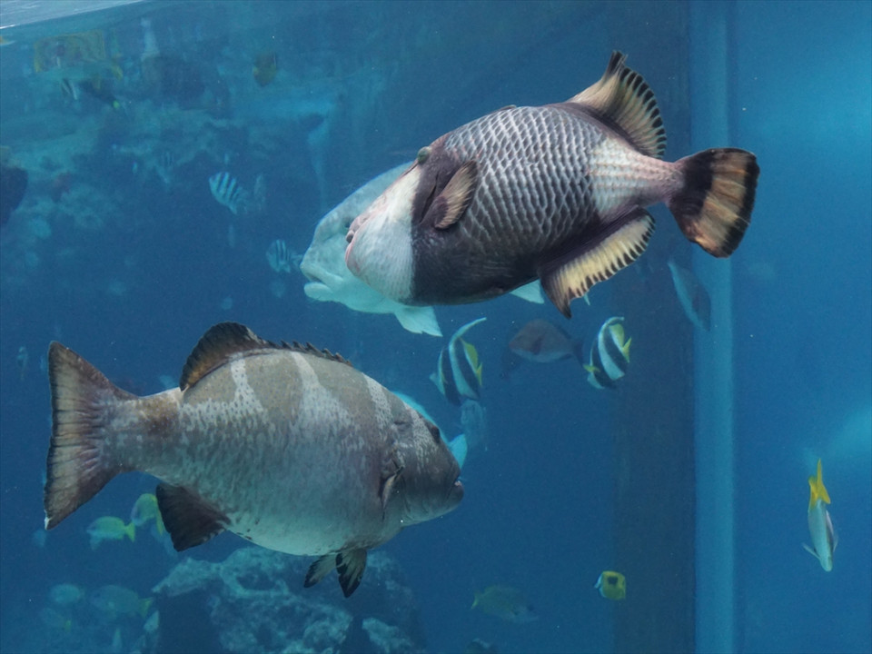 美ら海水族館の魚たち