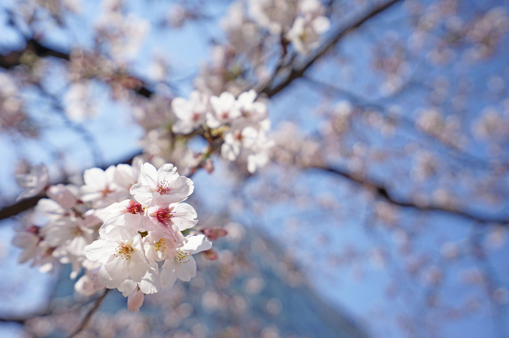 早咲きの福岡