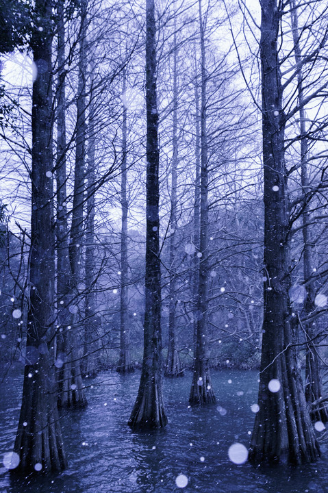 冬の九大の森～20170210