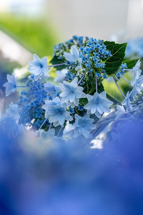 Light-blue hydrangea