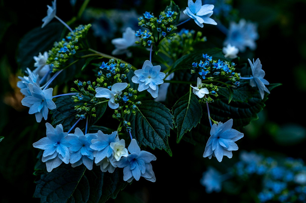 Light-blue hydrangea