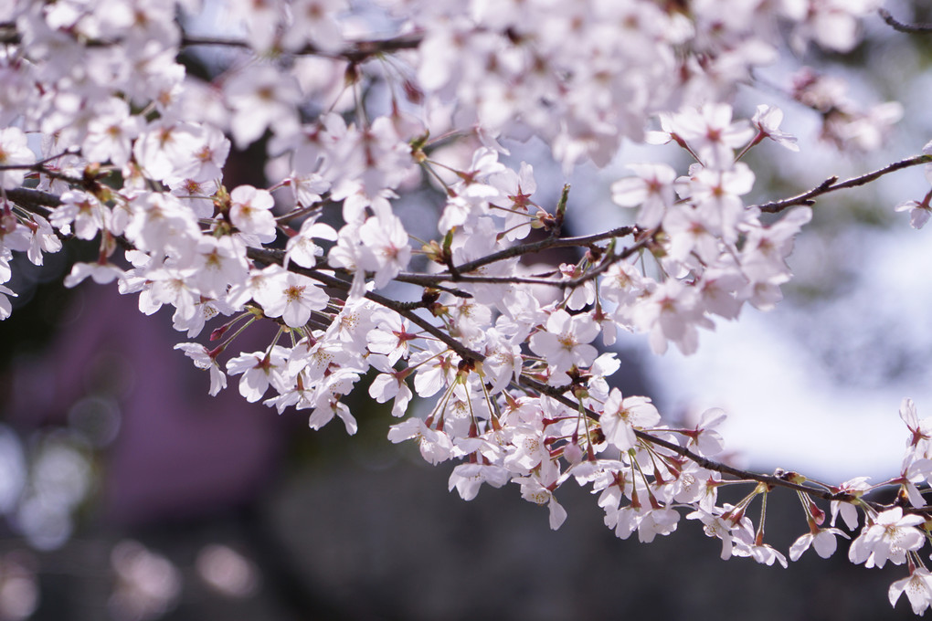 レンズ体験会～色々なレンズで桜の撮影を楽しむ　3/29舞鶴公園（福岡）　