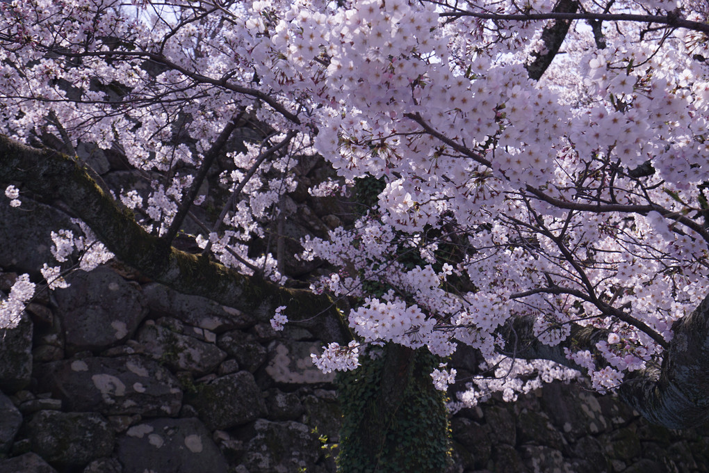 レンズ体験会～色々なレンズで桜の撮影を楽しむ　3/29舞鶴公園（福岡）　