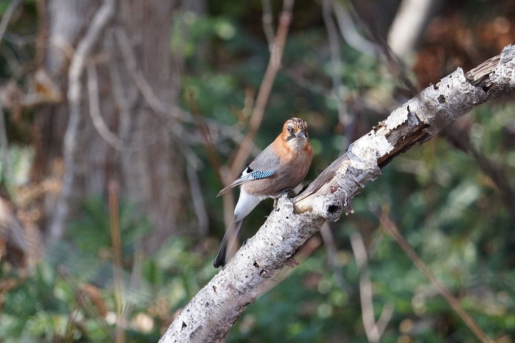 野鳥撮影練習7