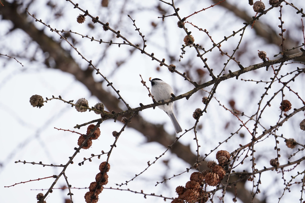 野鳥撮影練習10