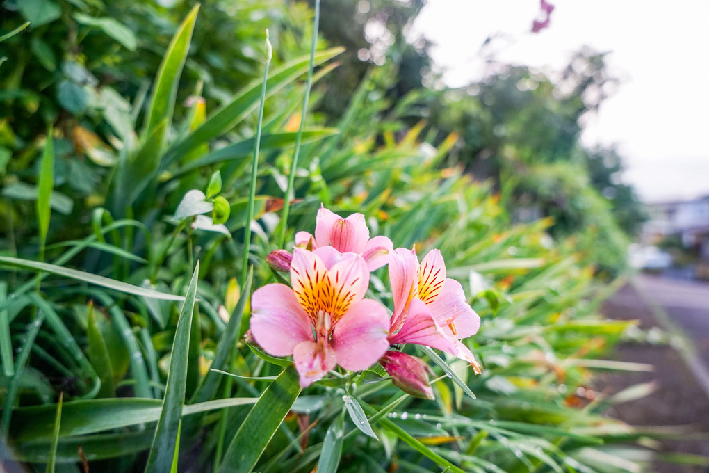 花たち