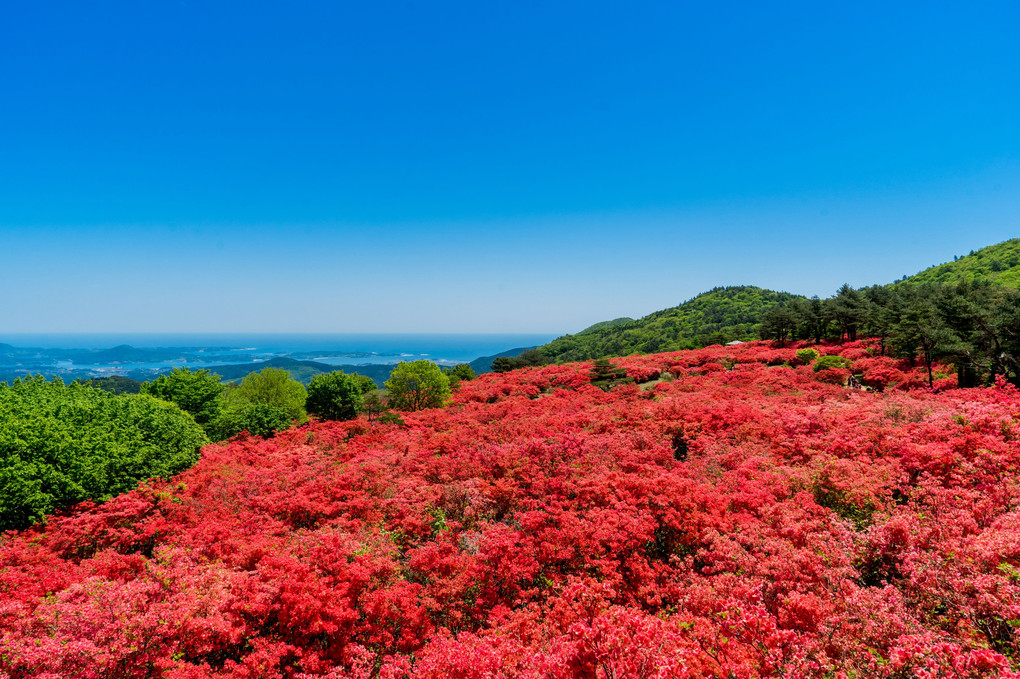 徳仙丈山のツツジ