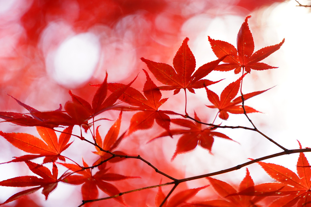 豊平公園の紅葉を印象的に撮る