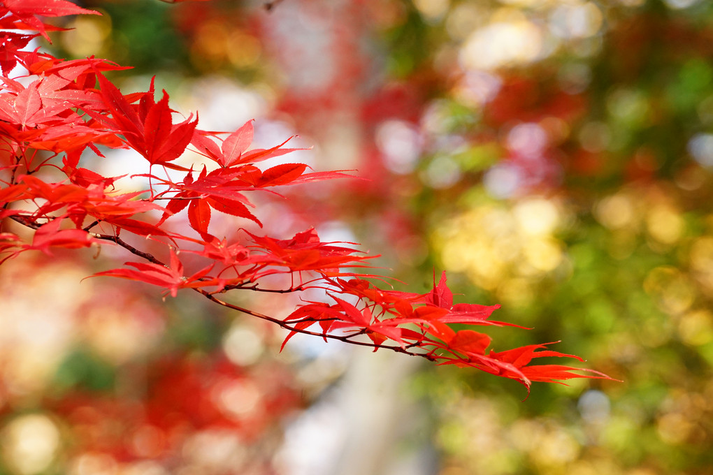 豊平公園の紅葉を印象的に撮る