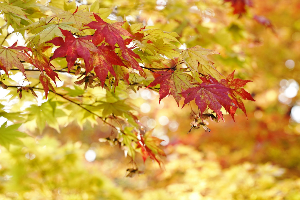 林明輝の写真セミナー　～紅桜公園で紅葉を撮る～