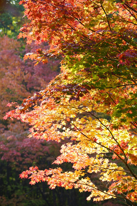 林明輝の写真セミナー　～紅桜公園で紅葉を撮る～
