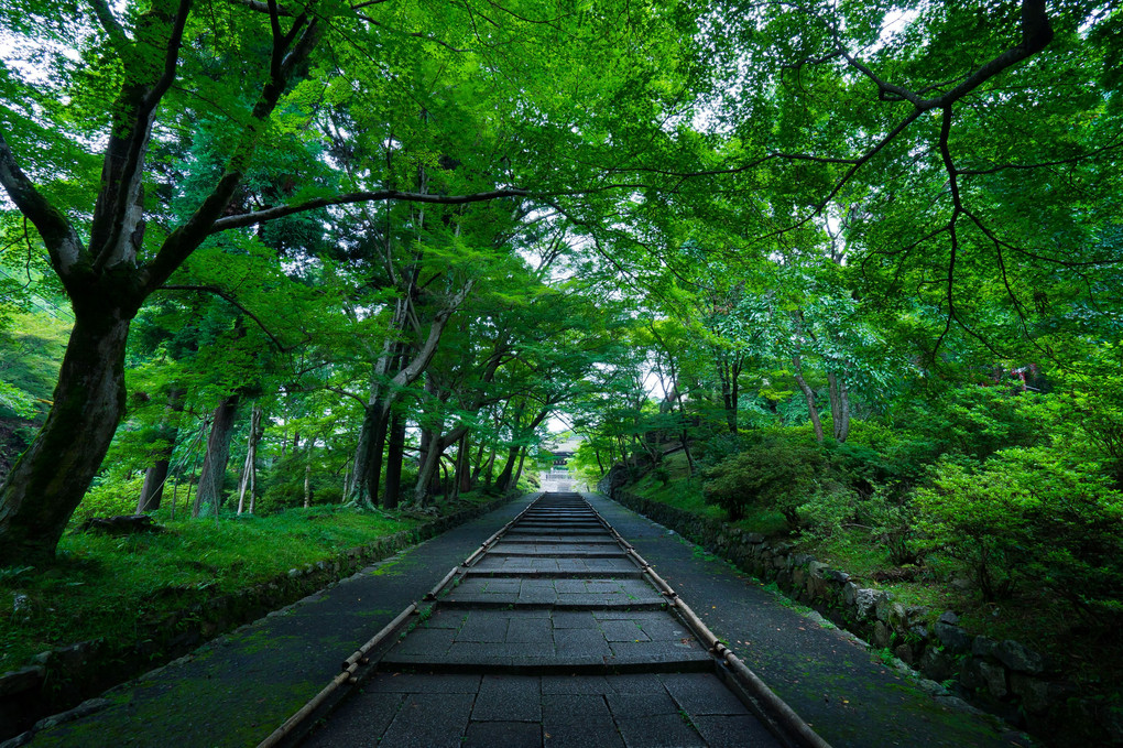 京都深緑巡り