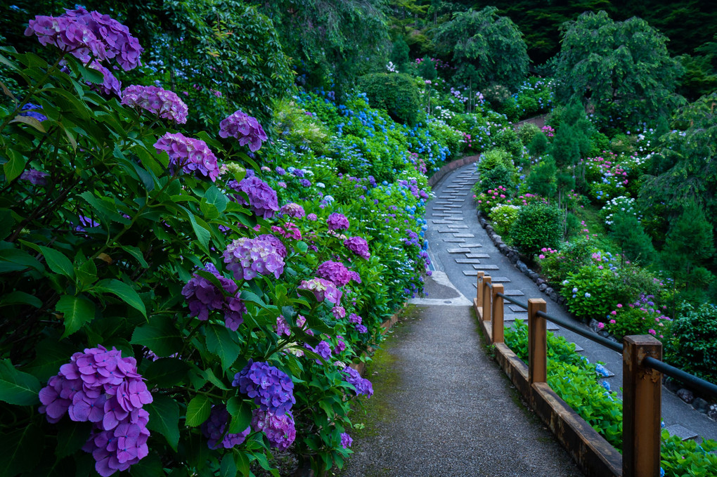 紫陽花を訪ねて