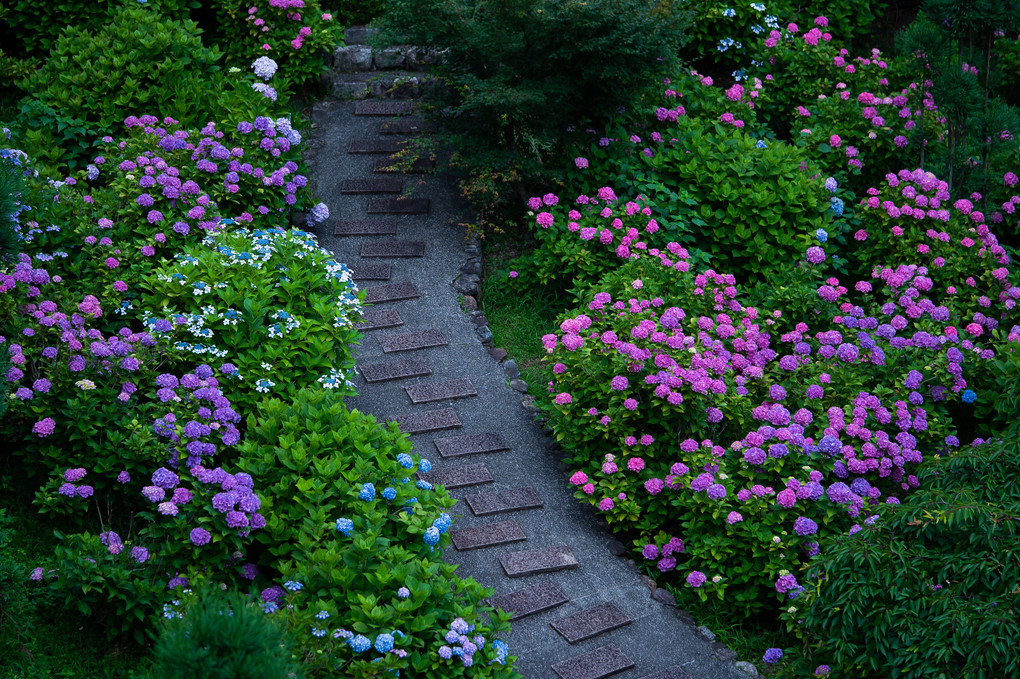 紫陽花を訪ねて