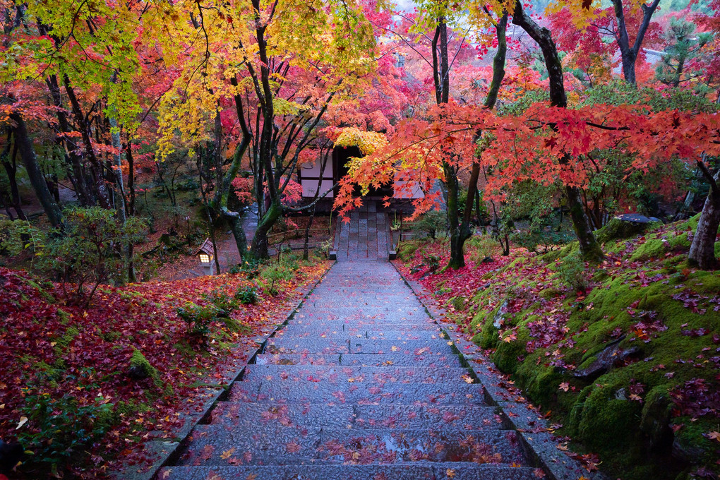 京都もみじ散歩