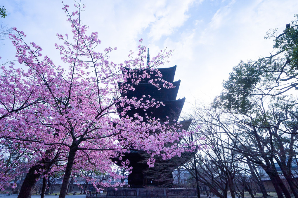 京都さくら散歩