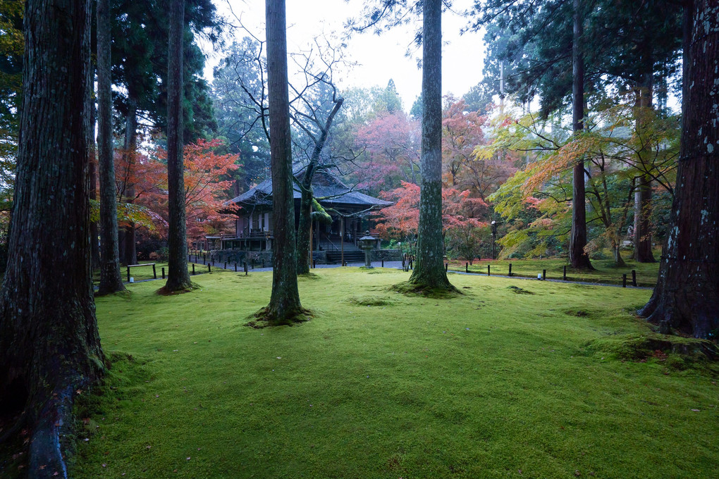 京都もみじ散歩