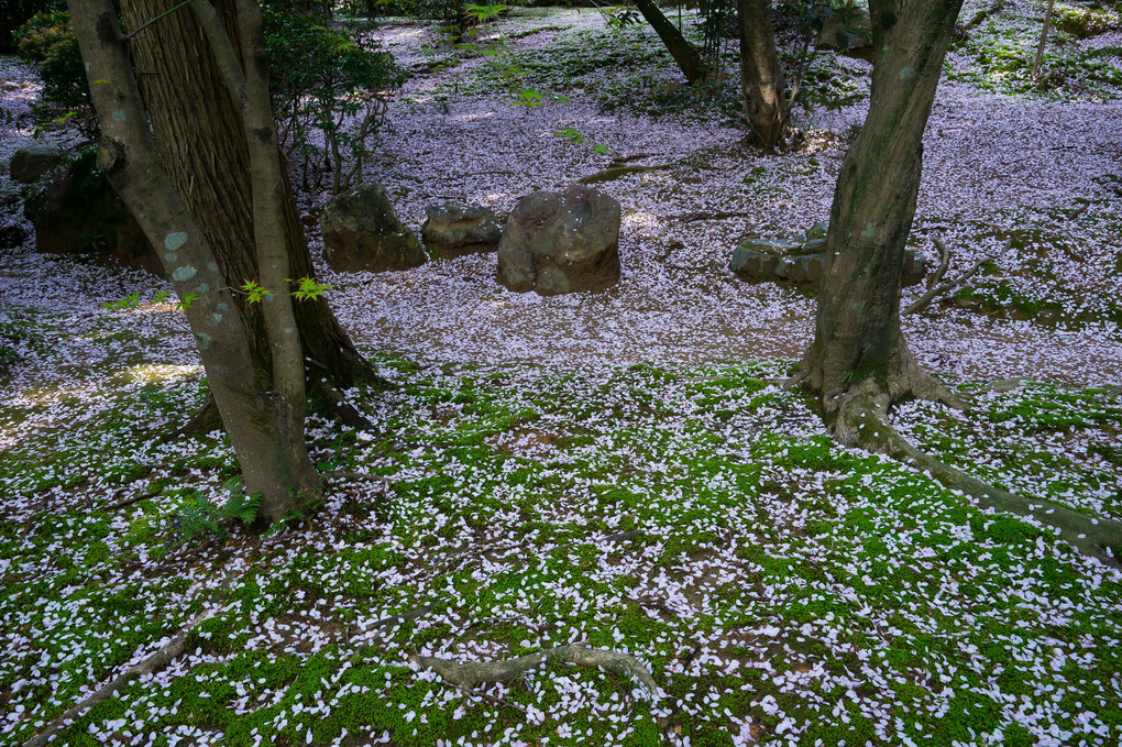 京都さくら散歩