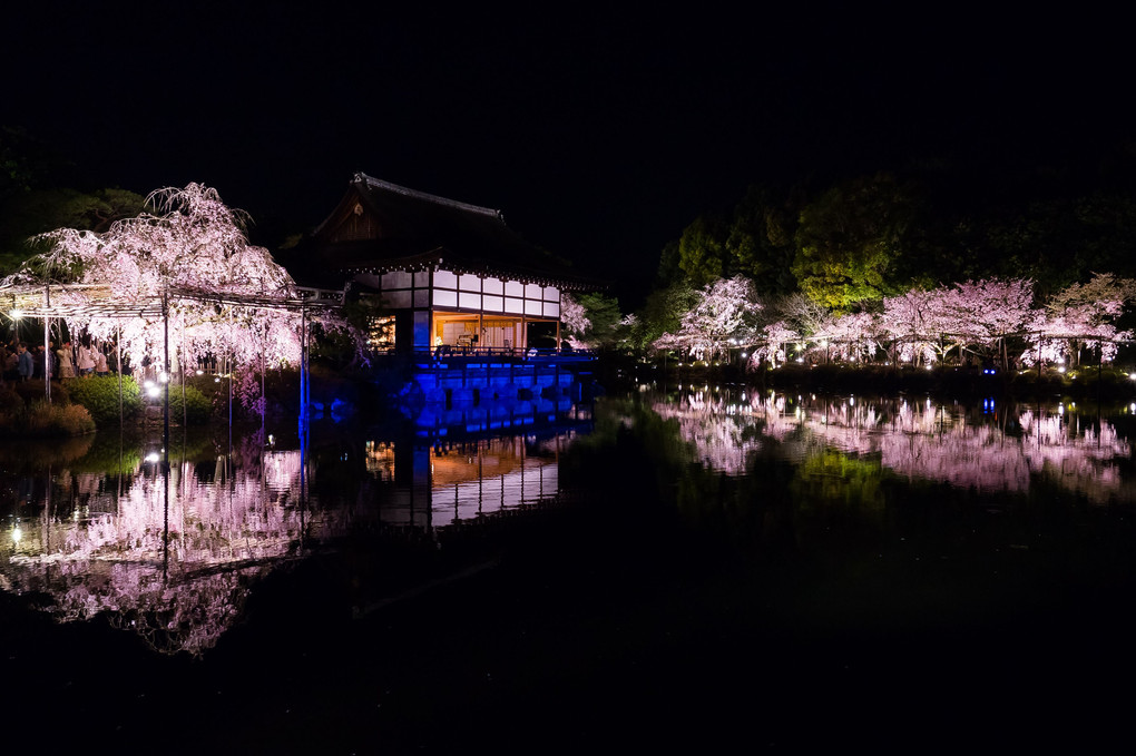 京都さくら散歩