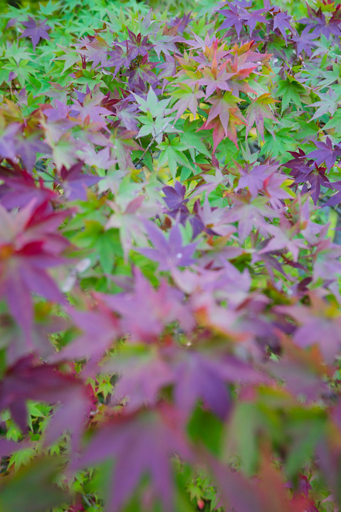 京都庭園散歩