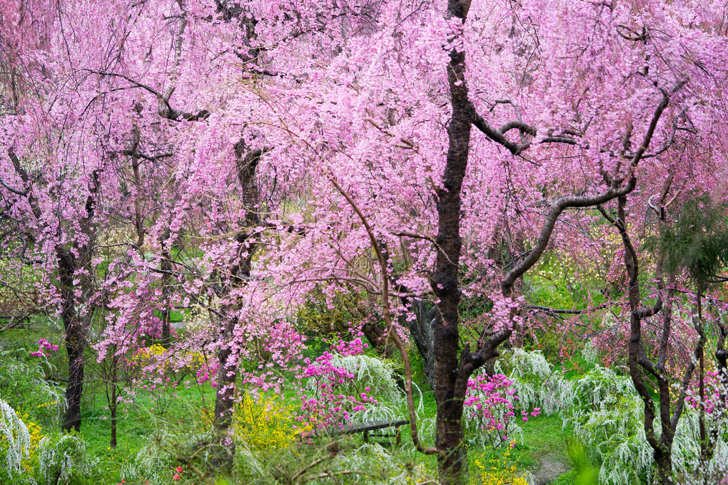 京都さくら散歩