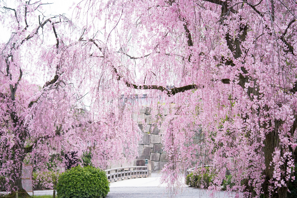 京都さくら散歩