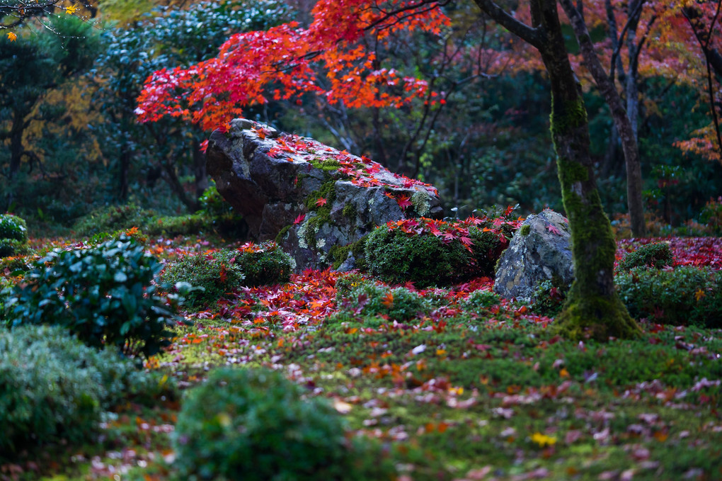 京都紅葉便り