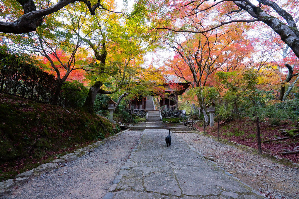 京都もみじ散歩