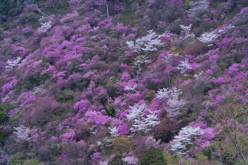 京都さくら散歩