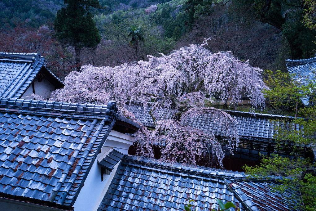 京都さくら散歩