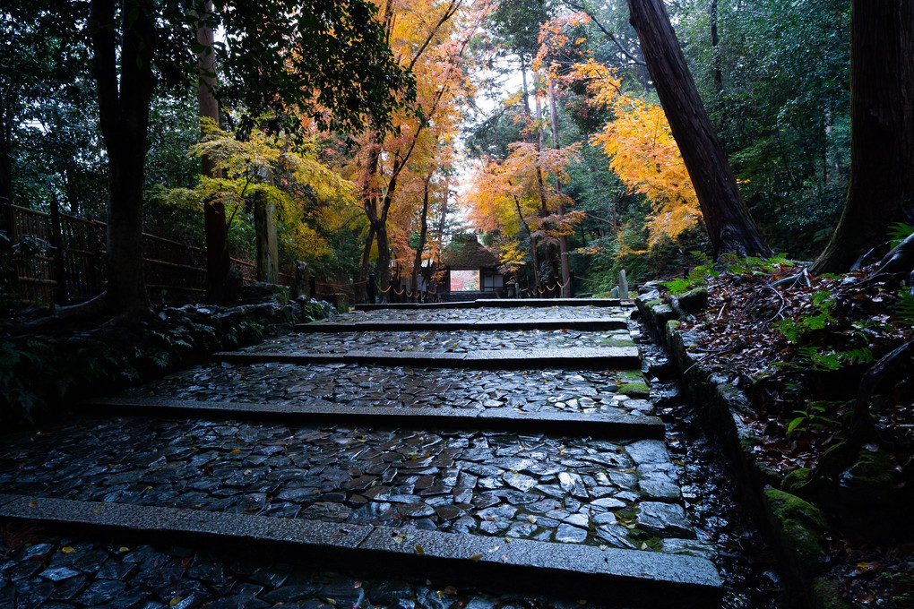 京都もみじ散歩