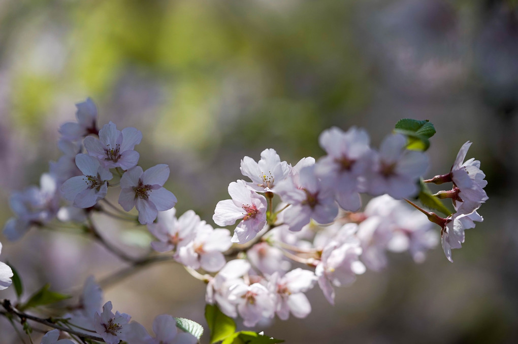 SAKURA in 平岸天神山