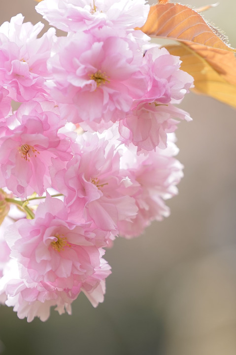 八重桜…