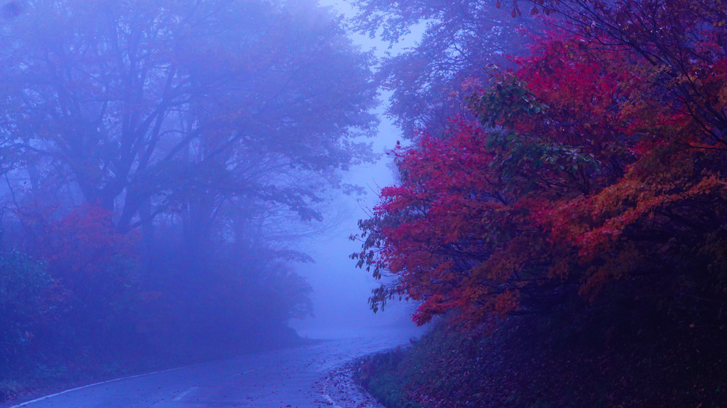 紅葉が霧中